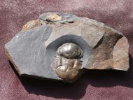 Panderia beumonti (Rouault, 1847)