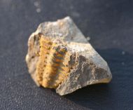 Placoparia barrandei (PRANTL at NAJDR,1956)