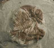 Acanthopyge hirsuta (FLETCHER, 1850)