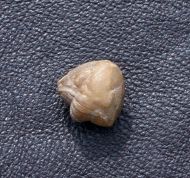 Ditomopyge decurata (Gheyselinck 1937)
