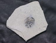 Modocia typicalis (Resser, 1938)