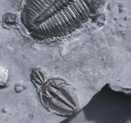 Elrathia kingii (Meek 1870)