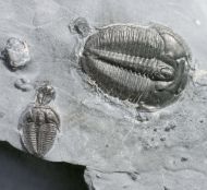 Elrathia kingii (Meek 1870)