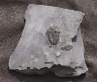 Elrathia kingii (Meek 1870)