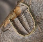 Ellipsocephalus hoffi (Schlotheim, 1823)