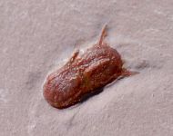 Ptychagnostus michaeli ROBISON, 1984