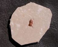 Ptychagnostus michaeli ROBISON, 1984