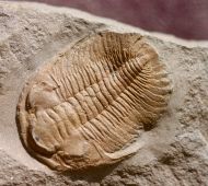 Eccaparadoxides pusillus