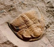 Eccaparadoxides pusillus