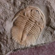Eccaparadoxides pusillus
