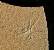 Chresmoda sp. non obscura(?)