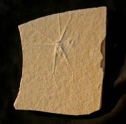 Chresmoda sp. non obscura(?)