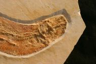 Tharsis dubius BLAINVILLE 1818