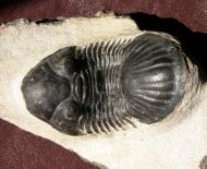 Paralejurus tenuistriatus SCHRAUT 2004