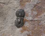 Peronopsis fallax