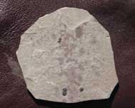 Peronopsis fallax