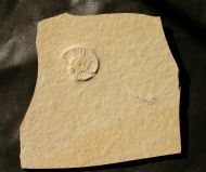 Subplanites sp.