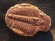 Elrathia kingii (Meek 1870)