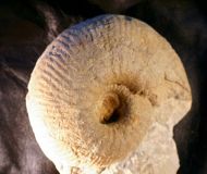 Gravesia irius (Orbigny 1850)
