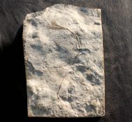 Daedalocrinus bellevillensis (BILLINGS, 1883)