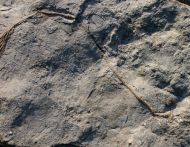 Daedalocrinus bellevillensis (BILLINGS, 1883)