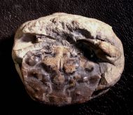 Coeloma sp.