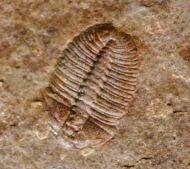 Arthricocephalus laterilobatus Ju, 1983