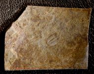 Arthricocephalus laterilobatus Ju, 1983