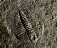 Changaspis elongata LEE, 1961