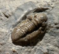 Breviphillipsia sampsoni (Vogdes, 1888)