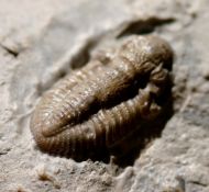 Breviphillipsia sampsoni (Vogdes, 1888)
