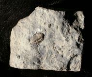 Breviphillipsia sampsoni (Vogdes, 1888)