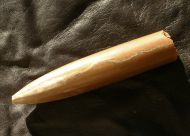 Logonibelus (Cylindroteuthis)  kostromensis (GERASIMOV, 1960)