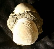 Glycymeris obovata (Lamarck, 1819)