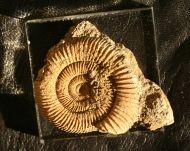 Dactylioceras athleticum (SIMPSON 1855)
