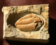 Gravicalymene arcuata