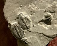 Elrathia kingii (Meek 1870)