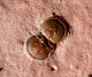 Peronopsis interstricta (WHITE, 1874)