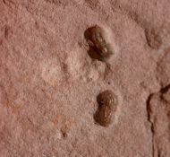 Peronopsis segmenta (ROBISON, 1964)