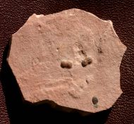 Peronopsis segmenta (ROBISON, 1964)