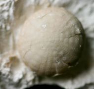 Galerites vulgaris (LESKE, 1778)