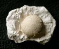 Galerites vulgaris (LESKE, 1778)