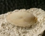 Carneithyris subcardinalis (SAHNI, 1925)