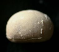 Galerites vulgaris (LESKE, 1778)