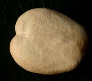 Heteraster oblongus (dOrbigny, 1853)