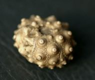 Hemitiaris stramonium (Agassiz, in Agassiz & Desor, 1847)