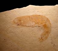 Acanthochirana angulata OPPEL, 1862