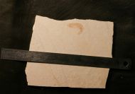 Acanthochirana angulata OPPEL, 1862