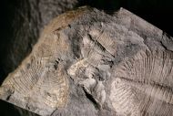 Ogygiocarella debuchii & Cnemidopyge nuda