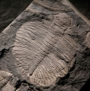 Ogygiocarella debuchii & Cnemidopyge nuda